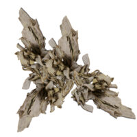 Beli žajbelj (zvitek)